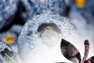 YaroFruit L.L.C – Ihr zuverlässiger Partner für tiefgefrorene Beeren, Früchte und Gemüse