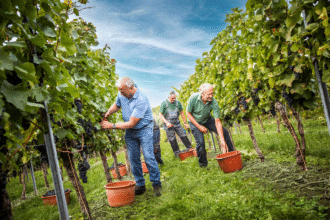 Verkauf von Rebpflanzen: Qualität und Auswahl für jeden Winzer